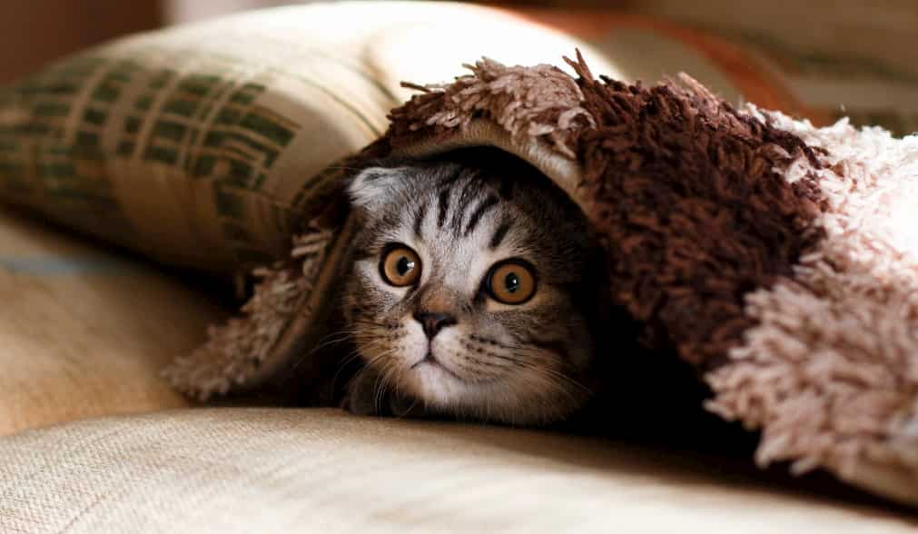Katze... :/